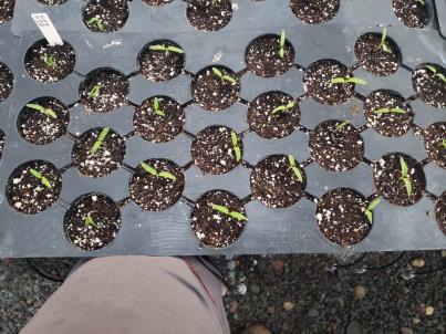 Click for 4 image(s) for this accession. SEEDLING